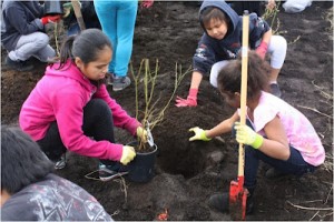Muckleshoot orchard planting
