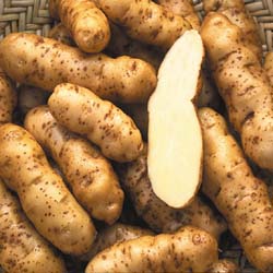 Ozettes are heirloom fingerlings. Courtesy of Slow Food USA