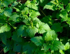 Stinging nettle