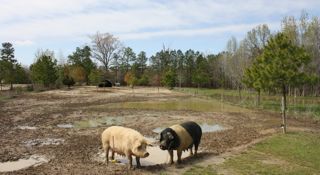 It’s a Go: Small, Local Meat Plants Can Sell Across State Lines