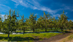 River Valley Organics, Tonasket WA