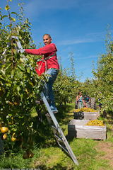 Picking Fruit at River Vally Organics, Tonasket WA