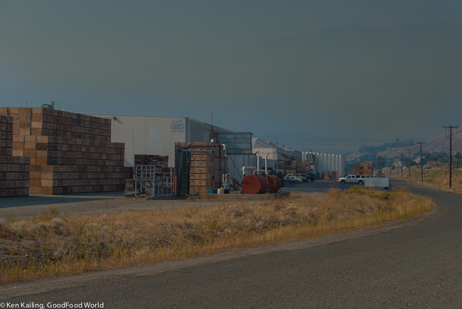 Smoke from forest fires around apple packer in north central Washington.