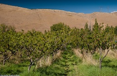 Pipitone Farms, Rock Island WA