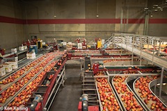 Broetje Orchards Apple Processing Line, Broetje Orchards, Prescott WA