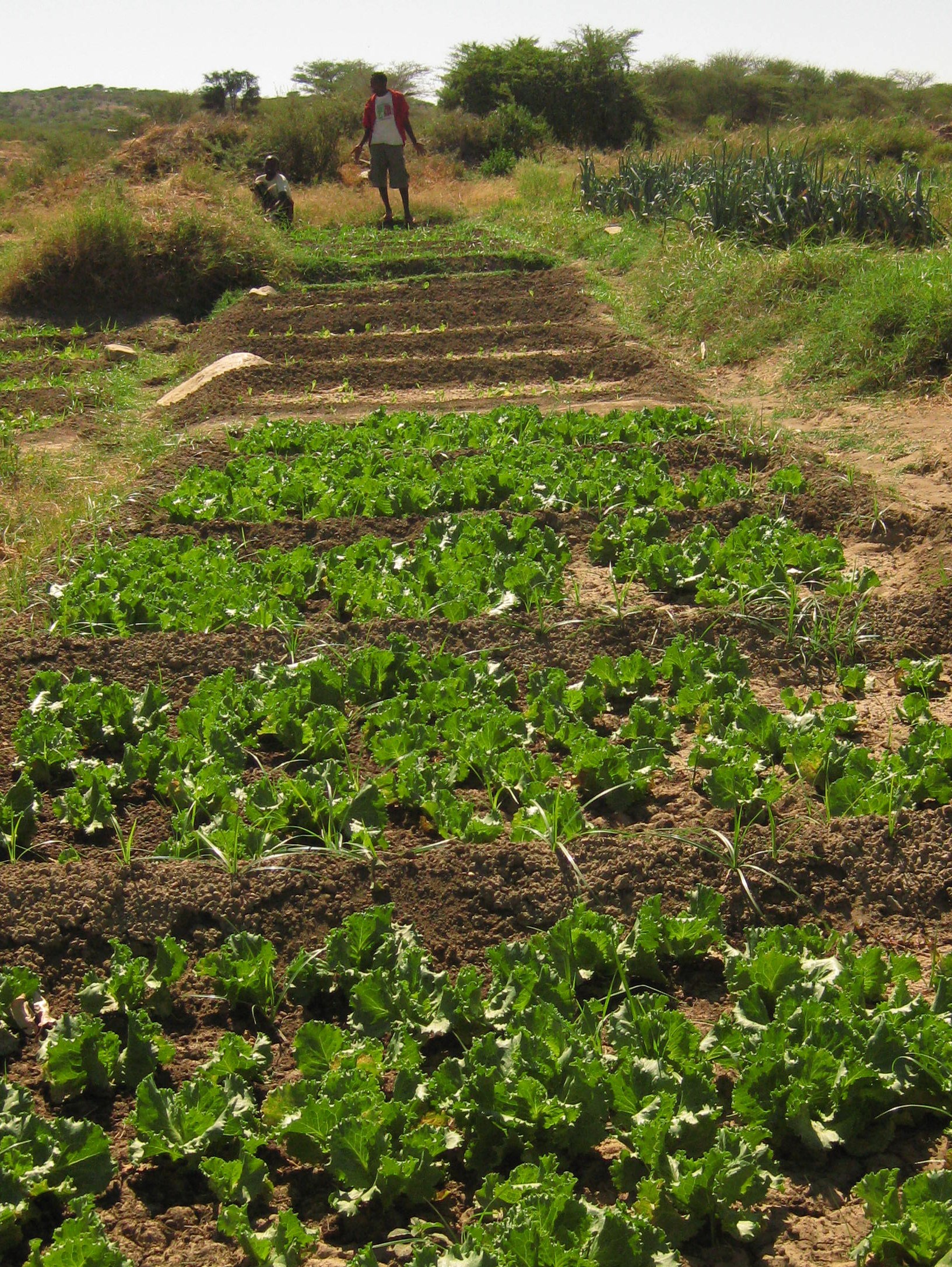 Somaliland Farmers Learn Math, Reading, and Agricultural Skills