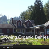 Terry Carkner, Terry’s Berries, on Growing Organic Berries