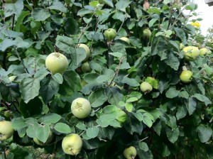 Quince Tree