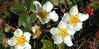 The Wild Strawberry: a Sacred Purifier