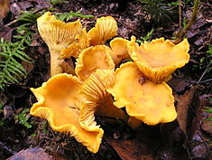 Chanterelle Mushroom Delivery – The Postman Only Rings Once