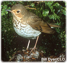 Photo credit: Cornell Lab of Ornithology