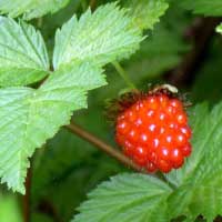 Salmonberry: Food, Medicine, Culture – Part 2