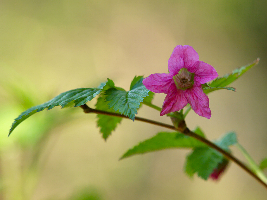Salmonberry blossom. Photo credit: McMaster