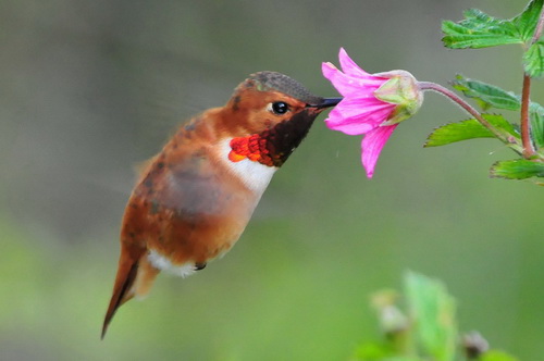 Hummingbird and salmonberry flower. Photo credit: Defenders of Wildlife