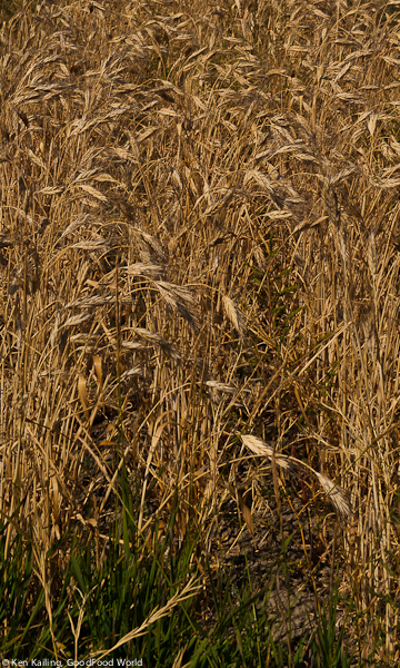 Standing Grain