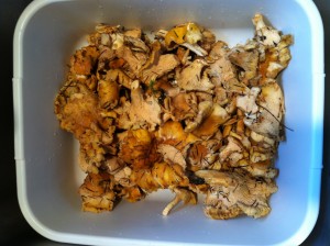 A washbasin full of mushrooms that need cleaning. The forest floor comes in with them!