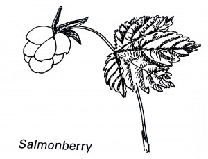 Salmonberry