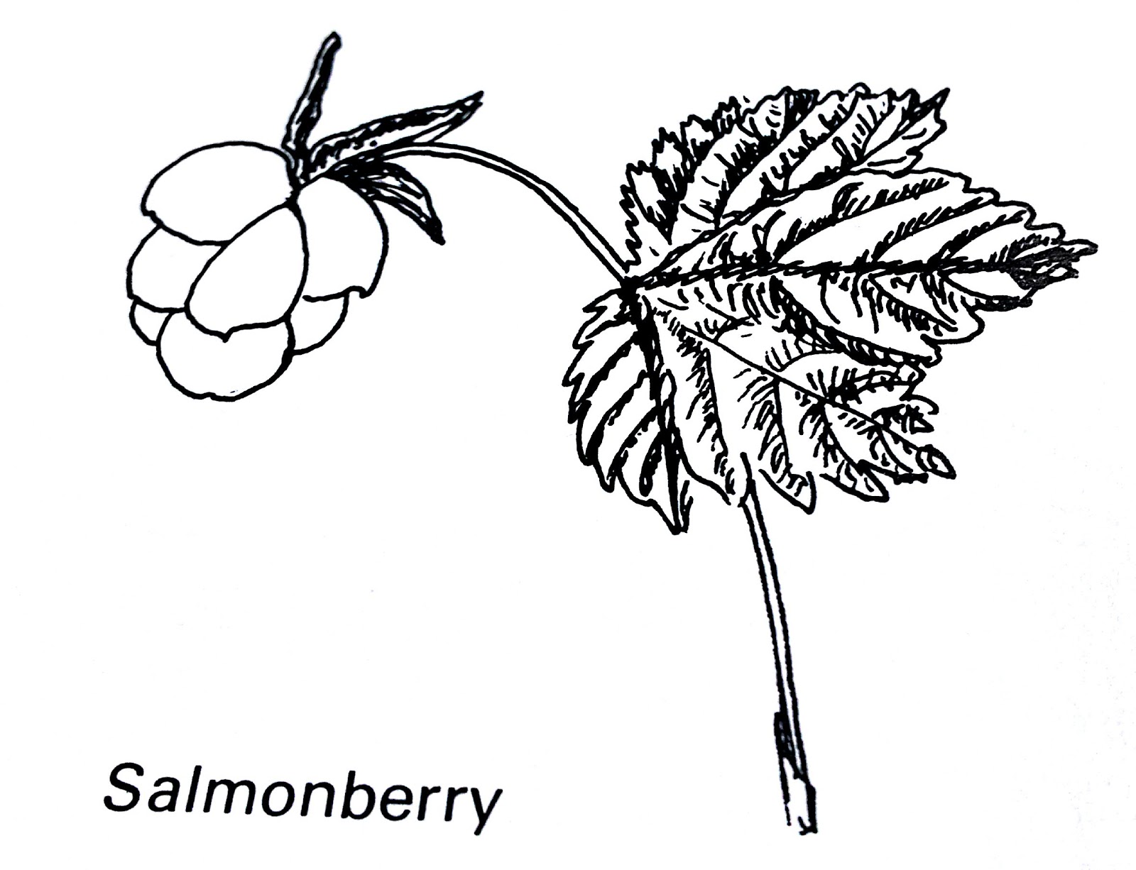 Salmonberry: Food, Medicine, Culture – Part 1