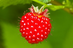 Salmonberry