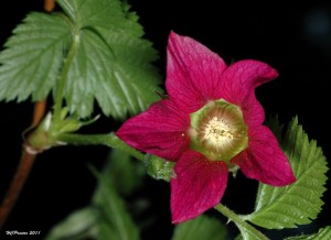 Salmonberry Blossom. Credit: Home Bug Gardener