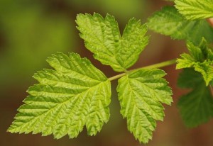 Salmonberry leaf