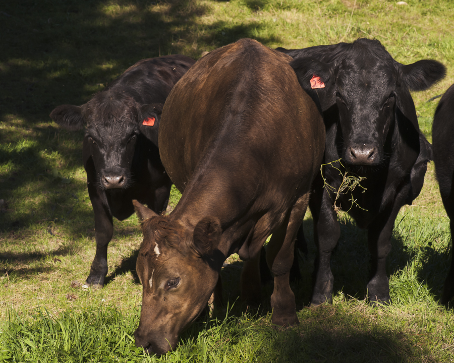 Crown S Ranch Cattle
