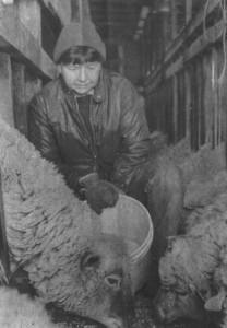 Winter feeding and lambing
