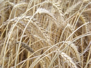 Triticale grown by Nash's Organic Produce, Sequim, WA