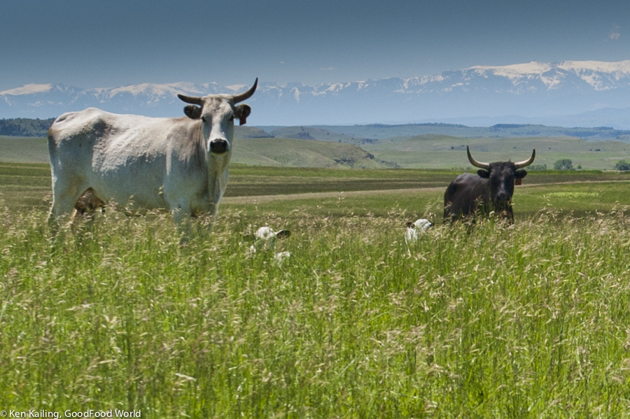 Organic grass-fed White Park cattle, Big Timber Montana