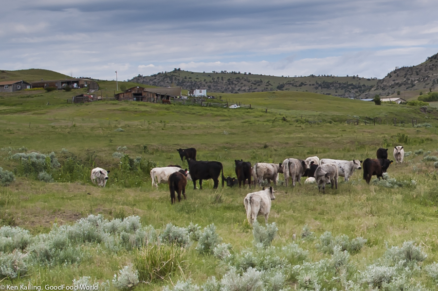 Organic, Grass-fed Beef, Livingston MT