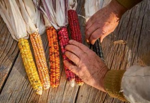 Arranging a rainbow of ears.