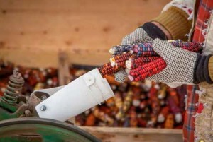 Each ear is fed by hand into a shelling machine.