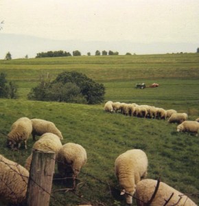 Haying the Trefoil Pasture