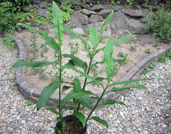 Japanese Ginger (Zingiber Mioga) in a pot
