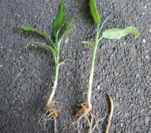 Japanese Ginger (Zingiber Mioga) roots on a small specimen