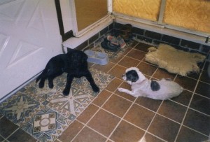 A warm floor for the dogs to relax on!