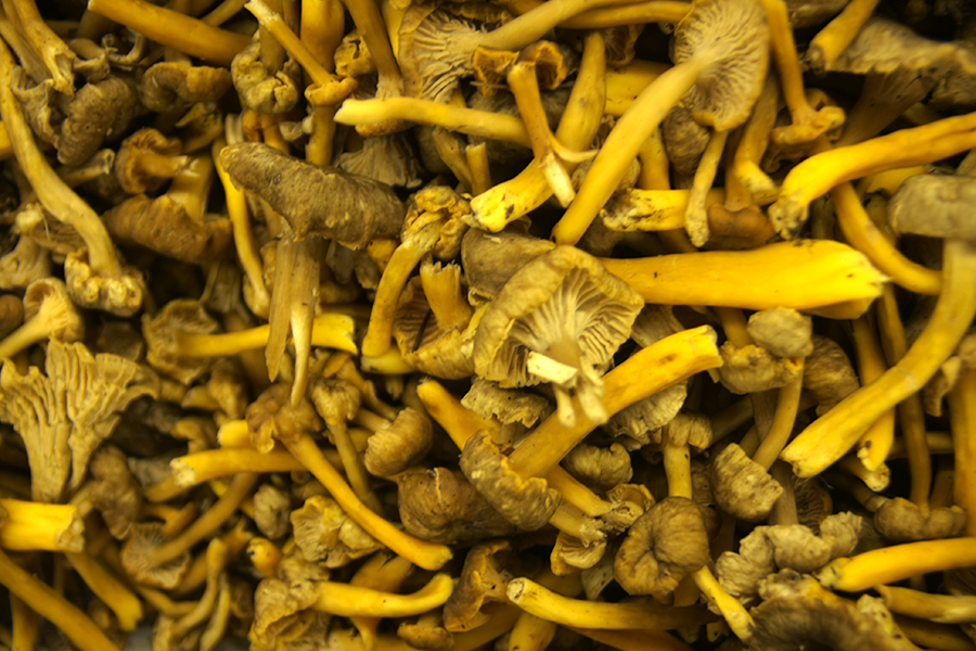 Fresh mushrooms