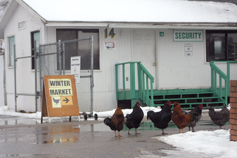 Special entrance - and security - for chickens only!