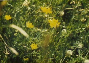 Birdsfoot Trefoil