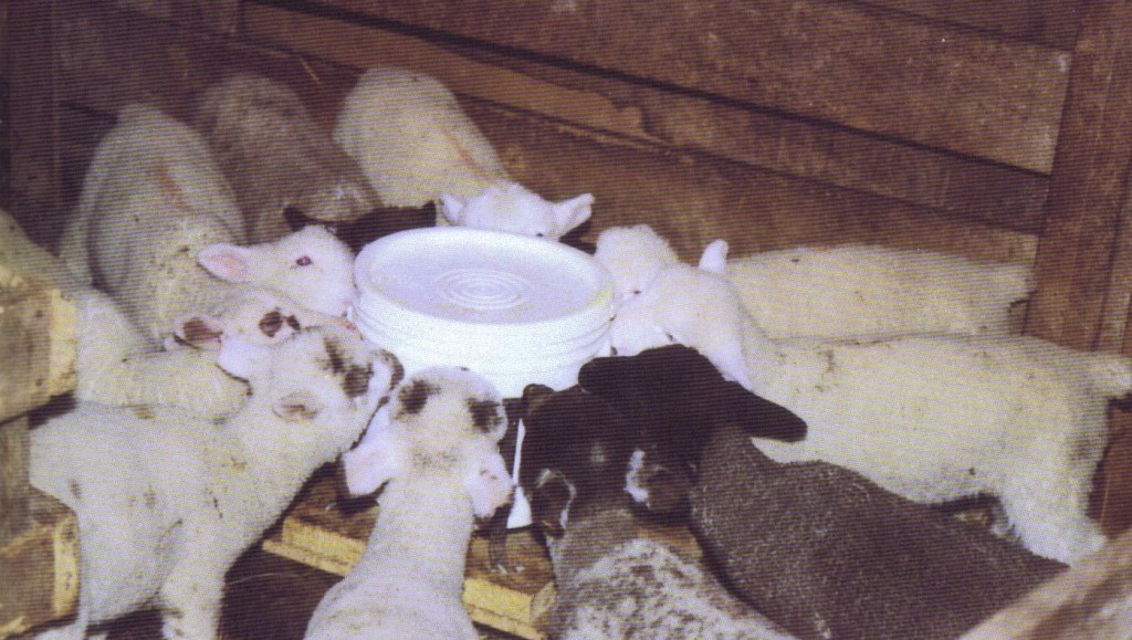 Bottle Lamb Feeder