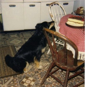 Dex the Border Collie, a working dog (sometimes)