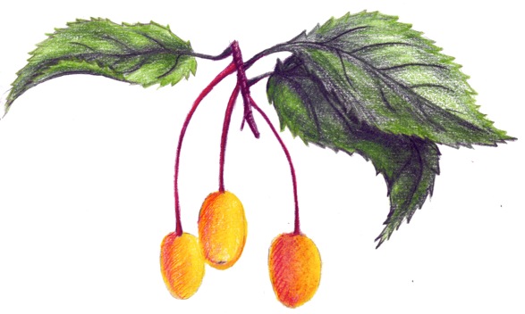 Original drawing by Alyssum Quaglia