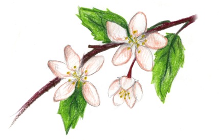 Original drawing by Alyssum Quaglia