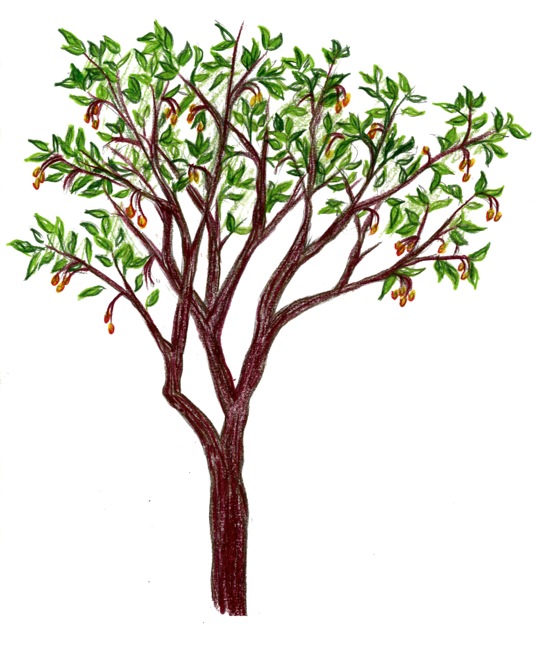 Crabapple Tree, original drawing by Alyssun Quaglia