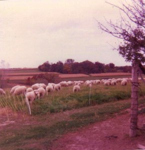 Lambs Grazing