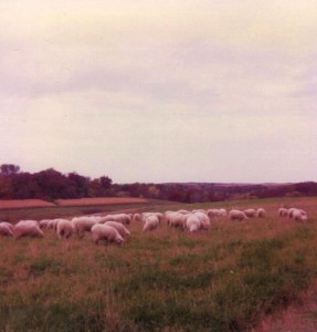 Lambs Grazing 