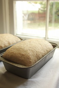 Whole wheat bread rising in the pan.