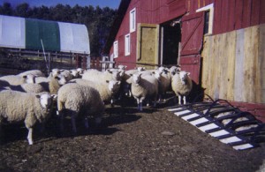 Ewe Lambs Retained For The Flock
