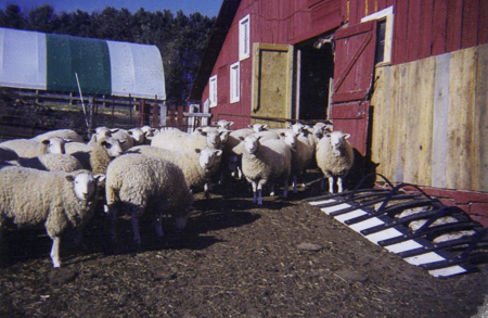 Voices From the Farm: Sheep, Sheep Everywhere!