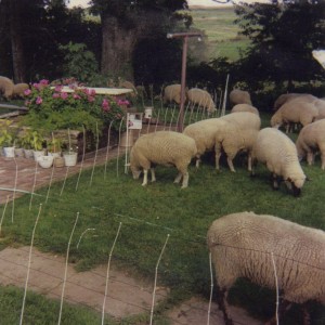 Lea's ewes harvesting acorns inside temporary elecrric fencing.